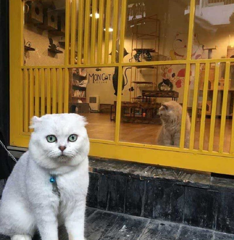 Truy Tìm Địa Chỉ Các Quán Cafe Mèo Ở Hà Nội Hót Hòn Họt