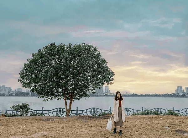 Địa điểm đi chơi Trung thu ở Hà Nội, cây cô đơn ở bãi cỏ phủ Tây Hồ