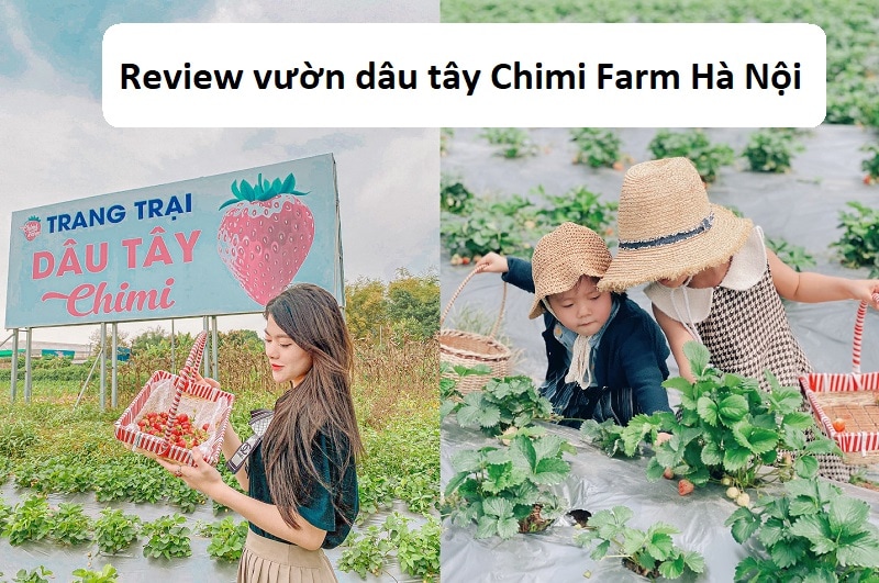 Review vườn dâu tây Chimi Farm Hà Nội