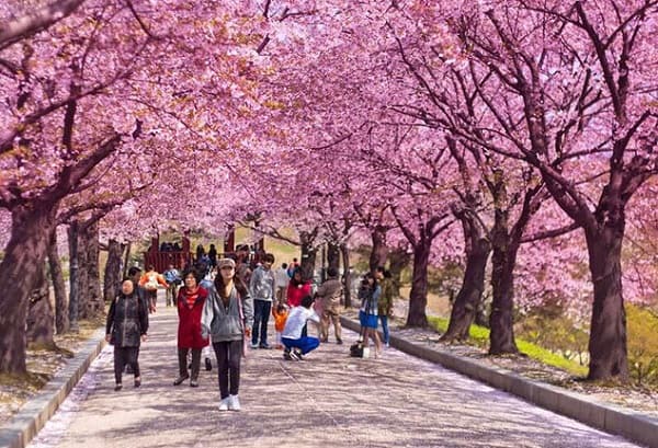 Du lịch Hàn Quốc tháng 4 có gì? Du lịch hàn Quốc tháng 4 nên đi đâu chơi? Đảo Nami