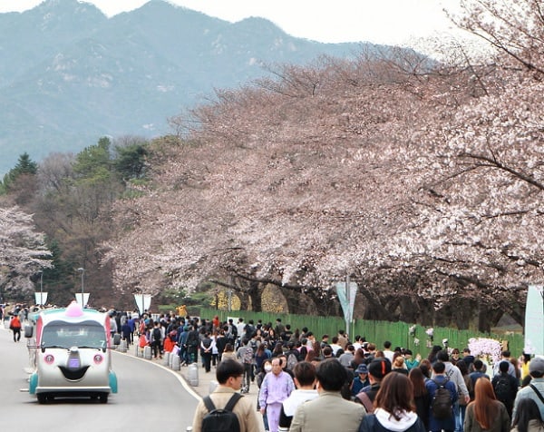 Du lịch Hàn Quốc tháng 4 có gì? Địa điểm tham quan đẹp ở Hàn Quốc vào tháng 4. Công viên Yeoudio