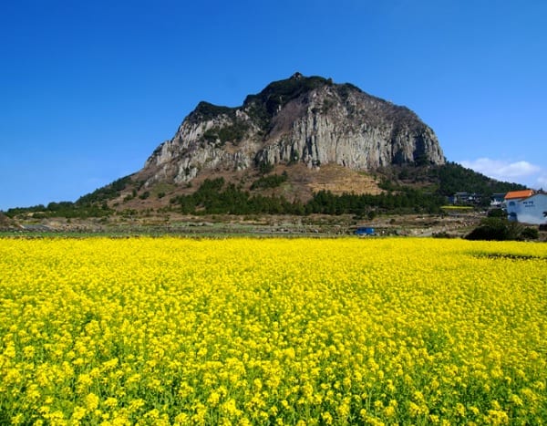 Du lịch Hàn Quốc tháng 4 có gì? Núi Hallasan, địa điểm tham quan đẹp ở Hàn Quốc vào tháng 4