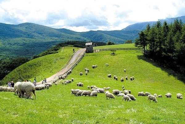 Trang trại cừu Deagwallyeong’s Sheep Farm ở đâu, có gì thú vị