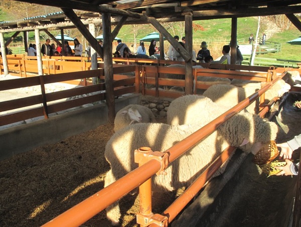 Vui chơi ở Trang trại cừu Deagwwallyeong’s Sheep Farm, trải nghiệm cho cừu ăn