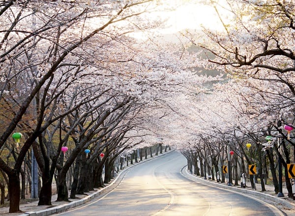 Du lịch Hàn Quốc tháng 3 có gì?