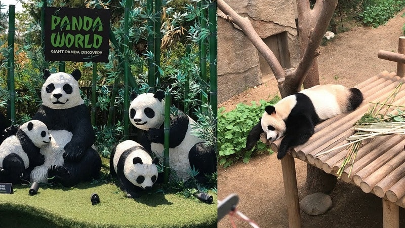 Kinh nghiệm đi công viên Everland: Khu Panda World