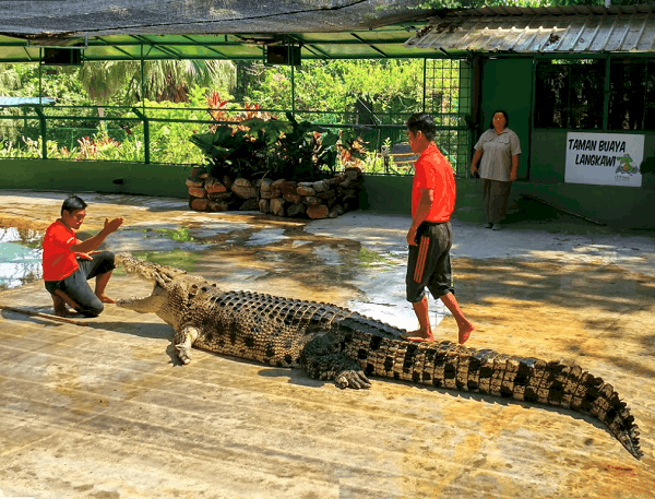 Địa điểm du lịch ở Langkawi hấp dẫn, thú vị. Nên đi đâu chơi ở Langkawi? Công viên cá sấu Crocodile Adventureland