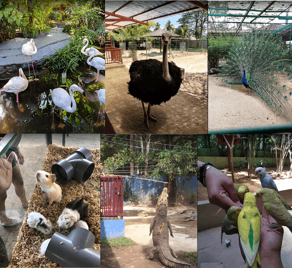 Địa điểm tham quan, du lịch ở Langkawi hấp dẫn. Nên đi đâu chơi ở Langkawi? Sở thú Wildlife Park