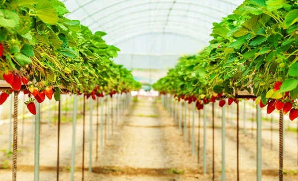 Trang trại dâu Genting Strawberry - điểm tham quan hấp dẫn ở cao nguyên Genting