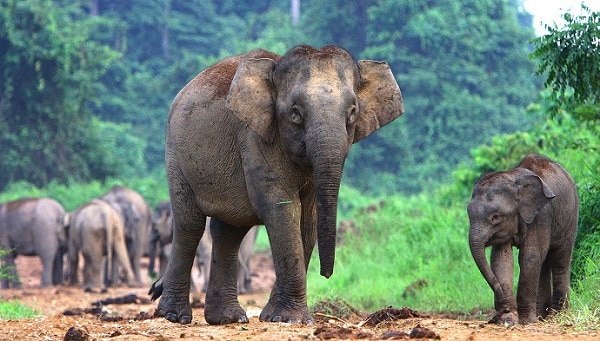 Trung tâm bảo tồn voi Kuala Gandah - địa điểm tham quan ở Genting độc đáo, yên bình