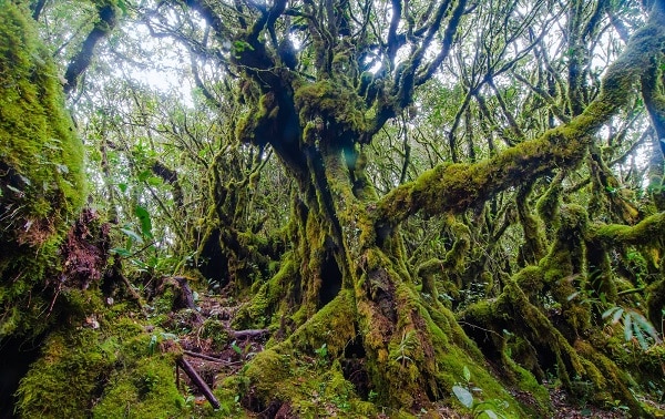 Du lịch cao nguyên Cameron Malaysia tham quan Rừng Mossy: là khu rừng cổ nhất ở Cameron