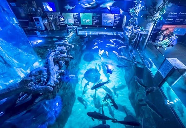 Thủy cung KLCC là địa chỉ vui chơi ở Kuala Lumpur City Centre dành cho trẻ em