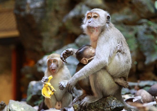 Kinh nghiệm du lịch Batu Caves, cảnh giác với những chú khỉ