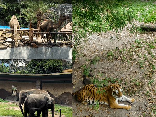 Địa điểm du lịch nổi tiếng nhất Johor Bahru. Nên đi đâu chơi ở Johor Bahru? Vườn thú Johor Zoo