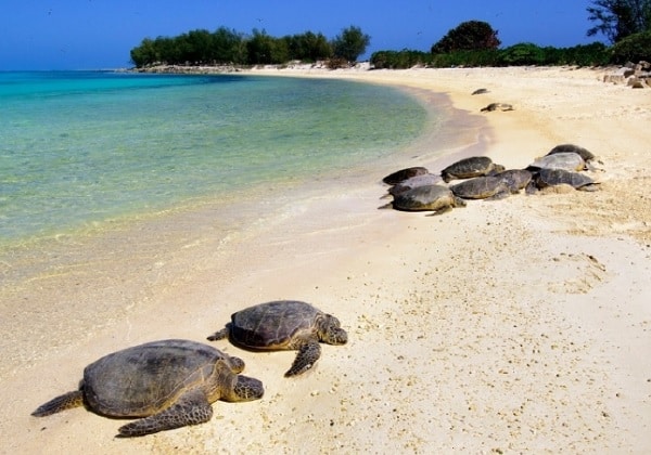 Địa điểm du lịch ở Sabah. Hòn đảo Turtle Island. Hòn đảo đẹp nhất ở Sabah