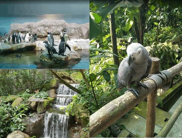 Du lịch Singapore nên đi đâu chơi? Địa điểm tham quan đẹp ở Singapore. Vườn chim Jurong Bird Park