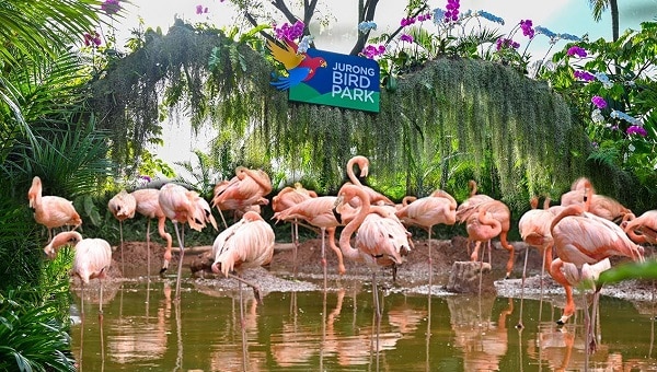 Du lịch Singapore 5 ngày 4 đêm nên chơi ở đâu? Vườn chim Jurong Bird Singapore là một gợi ý cho bạn