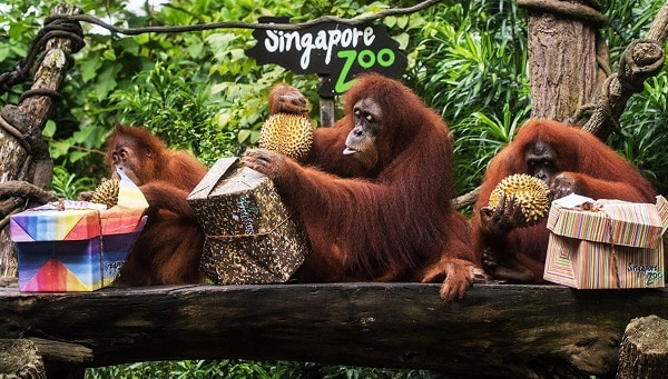 Du lịch Singapore 5 ngày 4 đêm nên đi đâu? Ghé thăm vườn thú Singapore Zoo