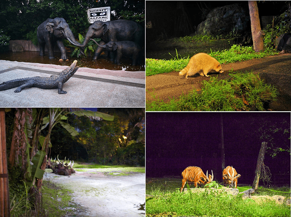 Nên đi đâu, chơi gì ở Singapore? Địa điểm du lịch nổi tiếng ở Singapore. Sở thú đêm Night Safari