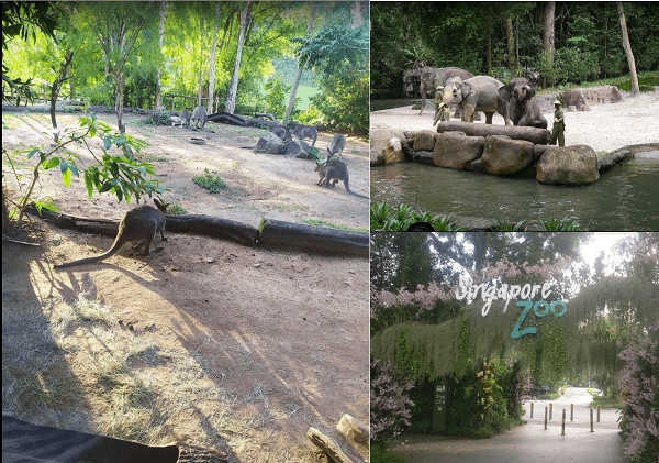 Nên đi đâu chơi ở Singapore? Vườn thú Singapore Zoo