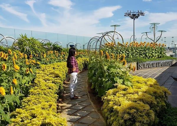 Vườn hoa hướng dương ở sân bay Changi của Singapore