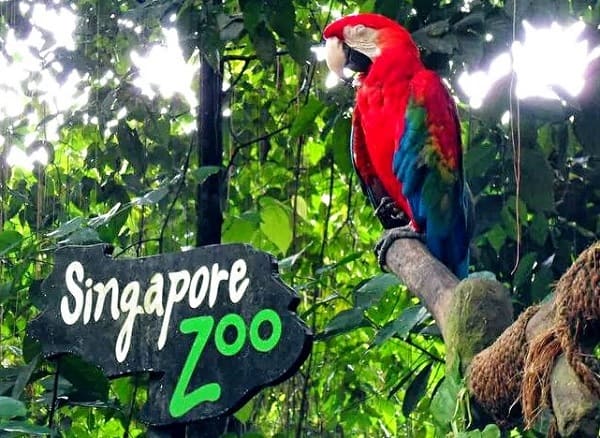 Địa điểm tham quan cho các gia đình có trẻ nhỏ ở Singapore. Singapore Zoo. 
