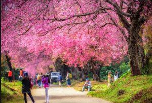 Đi du lịch Chiang Mai vào mùa nào đẹp nhất? Mùa khô từ tháng 10 đến tháng 5 năm sau