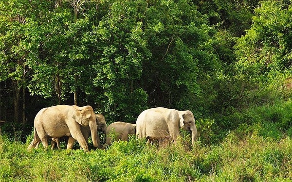 Địa điểm du lịch Kanachaburi nổi tiếng nhất. Khu bảo tồn động vật hoang dã Thungyai Naresuan