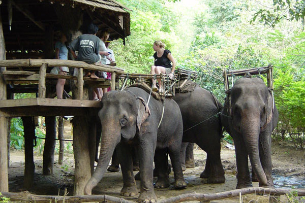 Kinh nghiệm du lịch Kanchanaburi, đến làng Mon thăm những chú voi
