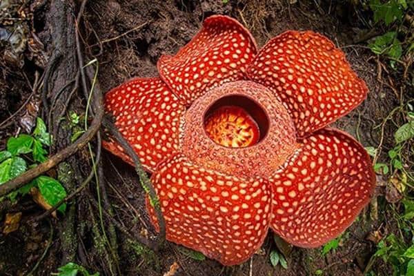 Khám phá công viên Khao Sok có gì hay? 4 trải nghiệm du lịch tại Khao Sok thú vị. Hoa Rafflesia flower