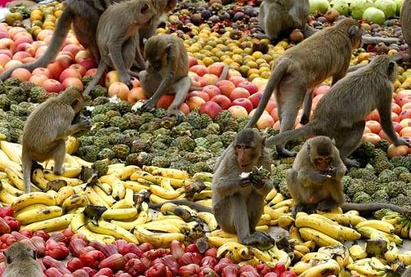 Monkey Buffet, một trong những lễ hội truyền thống của Thái Lan để tri ân những chú khỉ