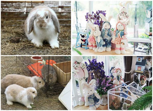 Quán cafe đẹp nhất Khao Yai, đến Bunny Coffe thăm những chú thỏ xinh đẹp