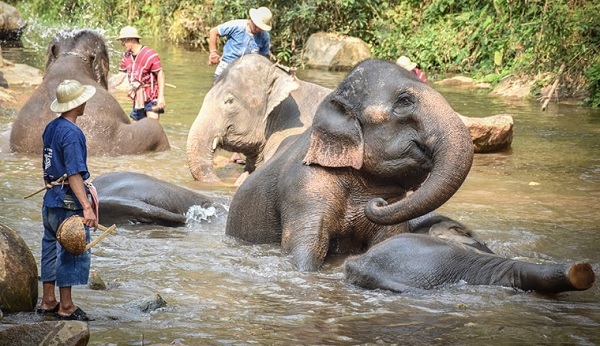 Công viên voi Chiang Mai. Hoạt động tắm voi tại công viên voi Chiang Mai