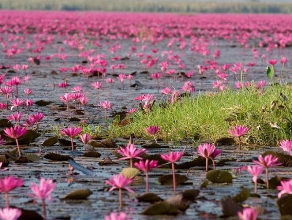 Kinh nghiệm du lịch Udon Thani. Hồ súng