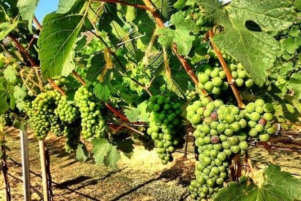 Du lịch Khao Yai 2 ngày 1 đêm: tham quan và trải nghiệm quy trình làm rượu nho tại PB Valley Khao Yai Winery