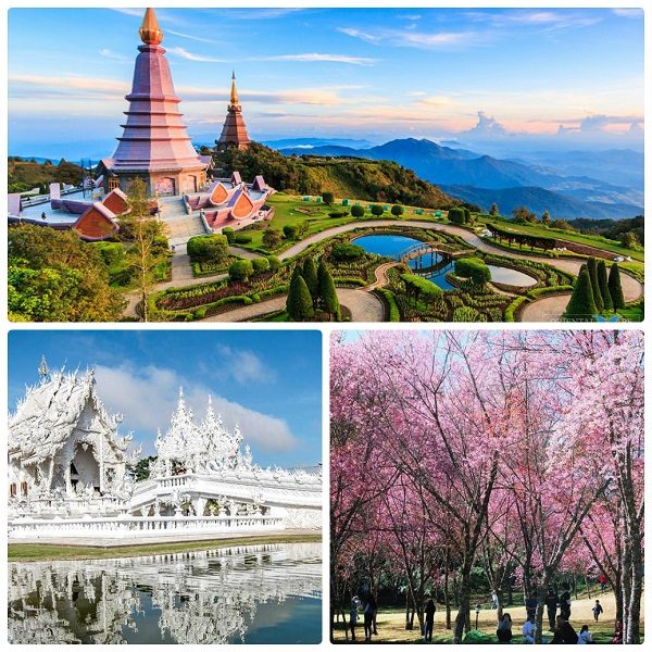 Du lịch Thái Lan tháng 2 đến Chiang Mai ngắm hoa anh đào nở
